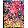 At the Border of Density (Northern Composition) by Bertrand Tremblay, I.A.F.